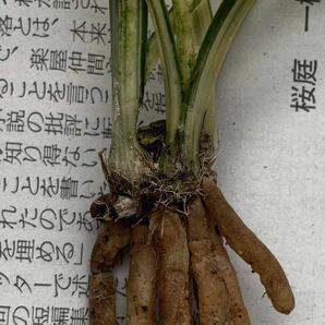 日本春蘭 中国春蘭 【 緑雲 中透芸】3本立 新芽付き 葉長約14cm【春蘭、寒蘭、長生蘭、万年青、中国蘭、山野草、東洋蘭】の画像8