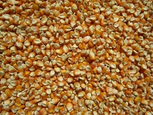  large grain maize 5kg