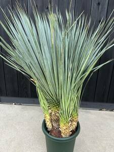 yucca rostrata ユッカ　ロストラータ　ベアルート株4頭マルチ　さがの植物店　