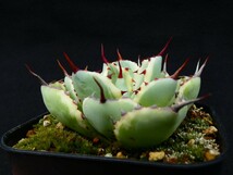 吉祥冠白覆輪 Kisshoukan marginata 多肉植物 アガベ 抜き苗_画像10