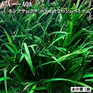 水草 水中葉 無農薬 ホシクサ sp. クチ 1株 エリオカウロン ベトナム 水槽 アクアリウム 前景草 中景草