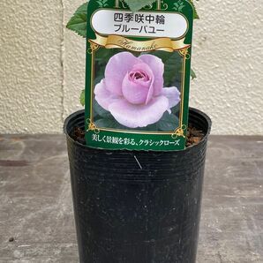バラ四季咲き中輪ブルーバユー3.5寸美品