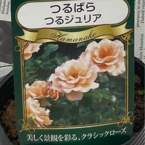 つるバラ3.5寸苗ポット つるジュリア もう1苗如何ですか……まとめ買いお得セール