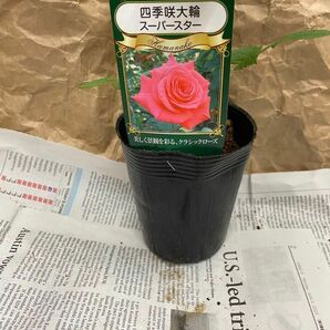 四季咲き大輪バラスーパースター3.5寸苗 ※まとめ買いがお得 4/13蕾が膨らみ開花する準備が始まりました楽しみを如何