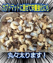 カブトムシ幼虫の栄養強化に抜群！椎茸菌床ブロック【5個】　丸ごとマットに埋め込むだけでモリモリ食べます！　　クヌギ100％ 原料使用_画像7