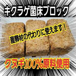 カブトムシ幼虫の栄養強化に！キクラゲ菌床特大ブロック【3個】マットに埋め込むだけでモリモリ食べる　クワガタの産卵床にも　クヌギ100％