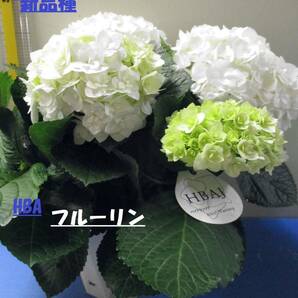 得☆彡新品種 開花鉢 HBA フルーリン ５号の画像1