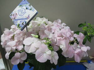 色付いてきました特価！PW☆ハイドランジア フレンチボレロ　次々にお花が咲く♪　５号B