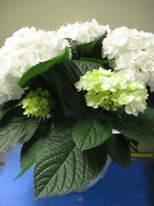  week end special price! new goods kind HBA hydrangea fro Len sia5 number 