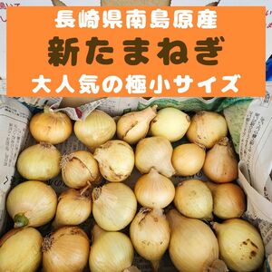 長崎県南島原産【新玉ねぎ】人気の極小玉約２０個