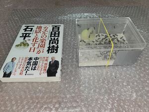 女王蟻　女王蟻と働き蟻百匹以上のコロニー　日本保守党編　政治企画　虫　自由研究　昆虫　プレゼント　ギフト