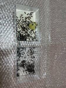 女王蟻　ムネアカオオアリ女王蟻一匹と働き蟻二百五十匹以上のコロニー　自由研究　プレゼントギフト　昆虫　生き物　観察