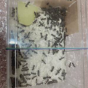 女王蟻 ムネアカオオアリ女王蟻一匹と働き蟻二百匹のコロニーの画像1