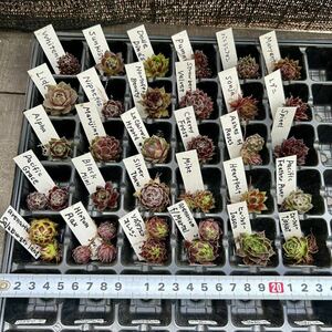 【ネコポス】センペルビウム＆ジョビバルバ 30品種セット 多肉植物