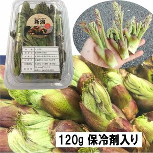 【早期予約割引】【保冷剤入り】[120g] [新潟魚沼産] 豪雪地帯の 天然 たらの芽 約120g 採りたて ～広がるほろ苦い春の香り