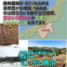 【早期予約に限り100円引】【保冷剤入り】[330g] 豪雪地帯の 天然こしあぶら / 収量希少 山菜の女王_画像3