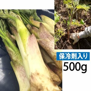 【早期予約に限り100円引】【保冷剤入り】[新潟魚沼産] 水分ジュワッ、歯ざわりシャキッ！豪雪地帯の山ウド/ 約500g