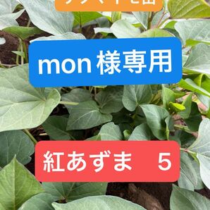 サツマイモ苗　mom様