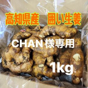 高知県産　囲い生姜1kg