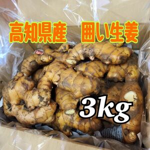 高知県産　囲い生姜　3kg