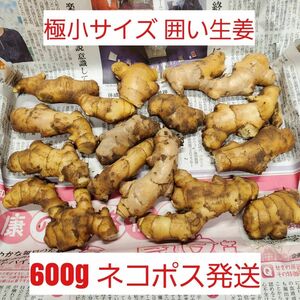 高知県産　囲い生姜　極小600g