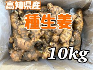 高知県産　種生姜　10kg 