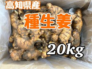 高知県産　種生姜　20kg 