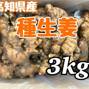 高知県産　種生姜　3kg 
