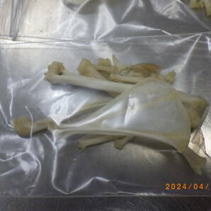 ノウサギ 骨格標本の画像5