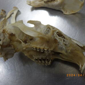 ノウサギ 骨格標本の画像3