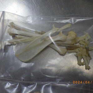 ノウサギ 骨格標本の画像4