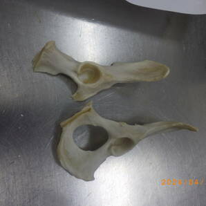 アナグマ 骨格標本の画像8