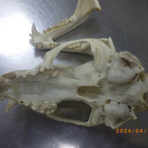 アナグマ 骨格標本の画像2