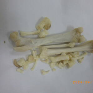 アナグマ 骨格標本の画像5