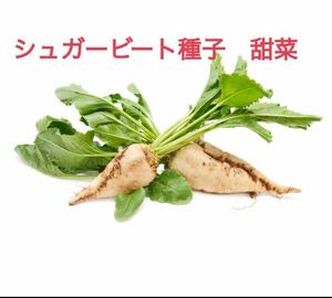 種子 20粒　シュガービートシュガービーツ Sugar beet 甜菜　砂糖大根