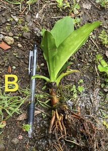 Ｂ　水芭蕉　ミズバショウ　苗　山野草、湿性植物、水草、水生植物