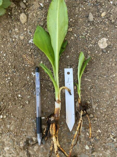 1 水芭蕉　ミズバショウ　まとめて2苗　山野草、湿性植物、水草、水生植物　水辺植物 抽水植物