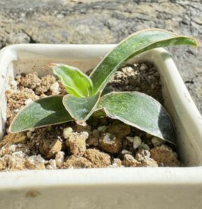 [COOL-PLANTs] Sansevieria Hybrid Macrophylla[ sansevieria macro filler ] [ rare ]