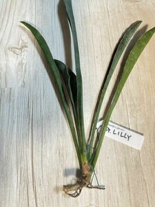 【COOL-PLANTs】 Sansevieria sp.LILY 『サンスベリア sp.リリィ』　稀少　抜き苗　新根発根