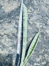 【COOL-PLANTs】 Sansevieria Hallii Silver BAT『サンスベリア ハリィ　シルバーバット』　稀少 34cm_画像8