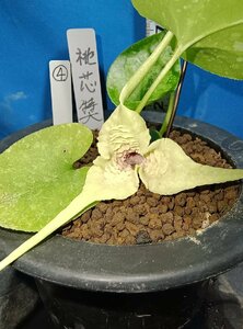 オナガカンアオイ④　無銘　桃芯　特大花　花付　見応え有り