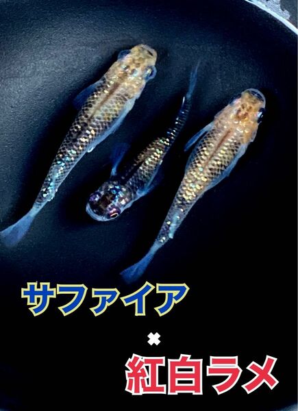 サファイア×紅白ラメ　F1 有精卵15個プラスα めだかの卵 メダカ【綺（あや）めだか】