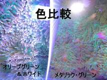 新鮮　サンゴイソギンチャク 　メタリックグリーン　　特Bサイズ　発送日限定　5/13撮影のストック水槽画像あり_画像4