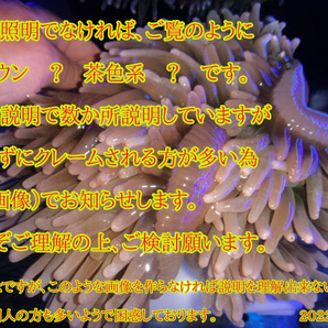 新鮮 サンゴイソギンチャク  オリーブグリーン＆ホワイト 大Bサイズ 発送日限定 4/8撮影のストック水槽画像ありの画像3