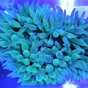 新鮮サンゴイソギンチャク  メタリックグリーン スーパーBICサイズ 発送日限定  4/29撮影のストック水槽画像ありの画像1