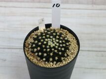 黒肌明星　サボテン　多肉植物　10_画像1