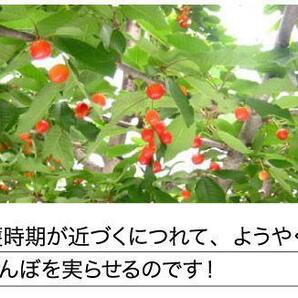 1個出品 ご予約 訳あり 色薄 山形県産 さくらんぼ 佐藤錦 サイズ 不定 1kg 産地直送 6月末から順次出荷 さんきん1円の画像4