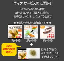 ミンミンフロート　2ヶ送料無料　ハルゼミフライ　セミフライ　シケーダ　フライフィッシング　中禅寺湖　支笏湖　阿寒湖　セミルアー 春蝉_画像8