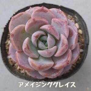 多肉植物　アメイジンググレイス　カット苗