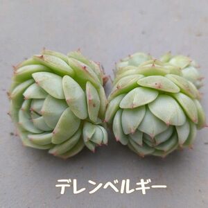 多肉植物　デレンベルギー　カット苗